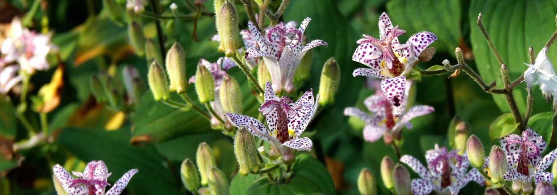 Tricyrtis, Lys crapaud : plantation, culture, entretien