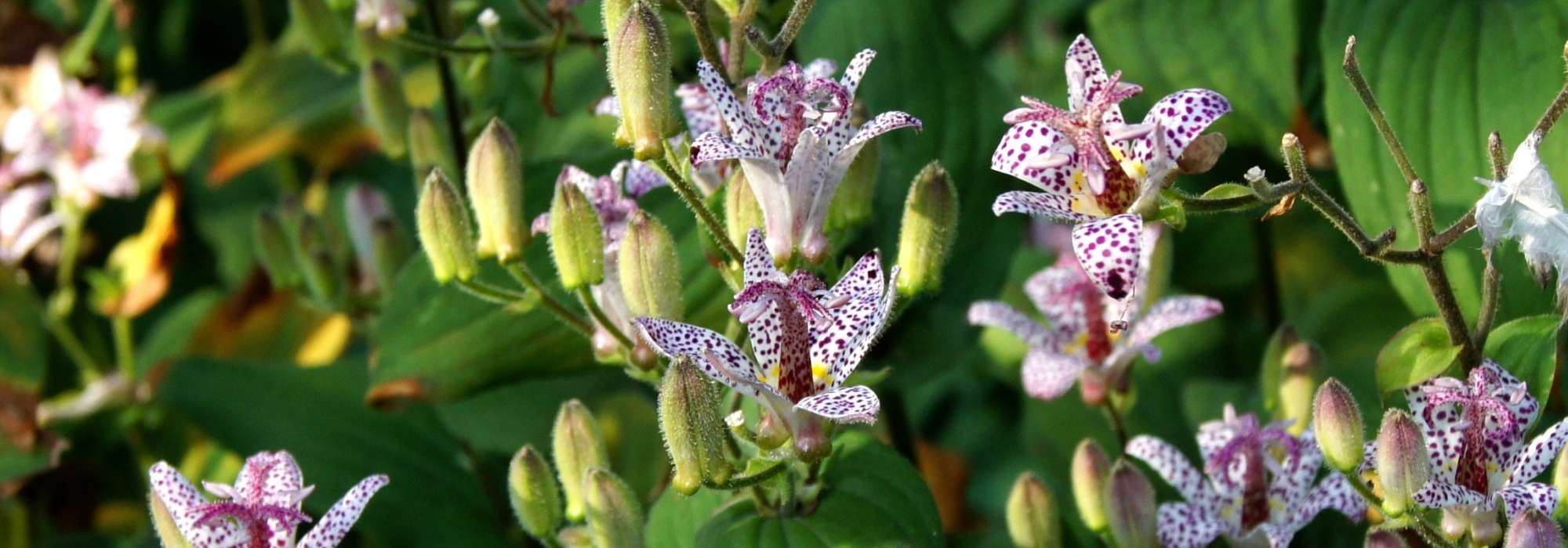 Poster Coupées en gros plan d'une fleur de cerisier