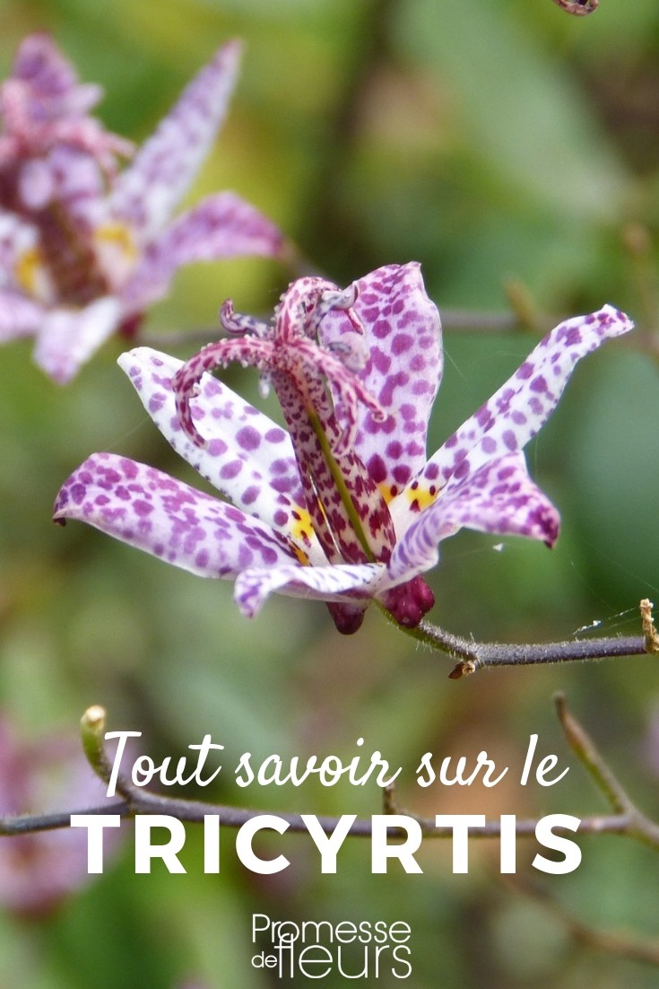 lis orchidee tout savoir