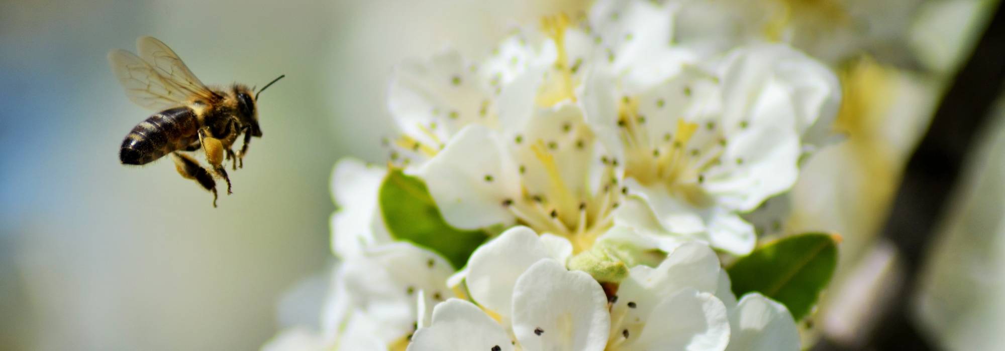 10 arbustes pour une haie mellifère, pour nourrir les abeilles