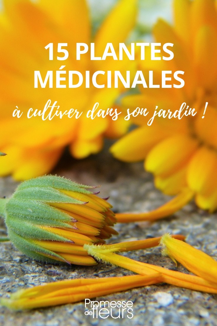 15 plantes médicinales à cultiver dans son jardin - Promesse de Fleurs