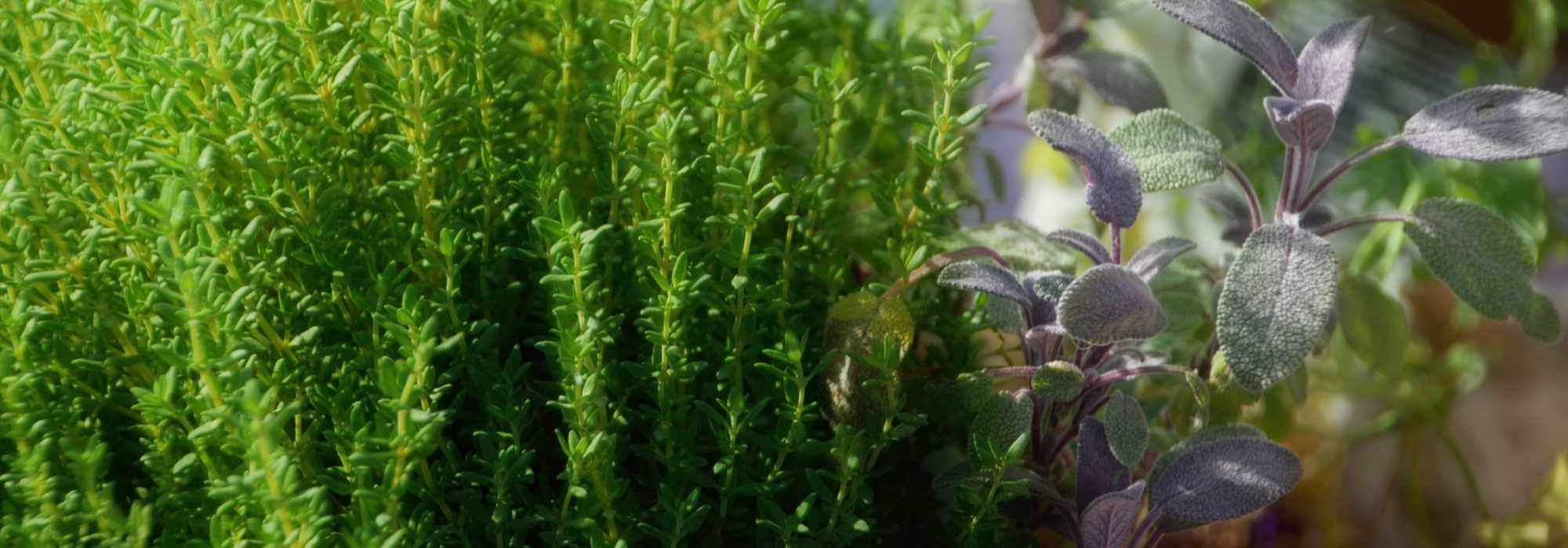 Le thym, une plante médicinale et stimulante dans votre jardin aromatique