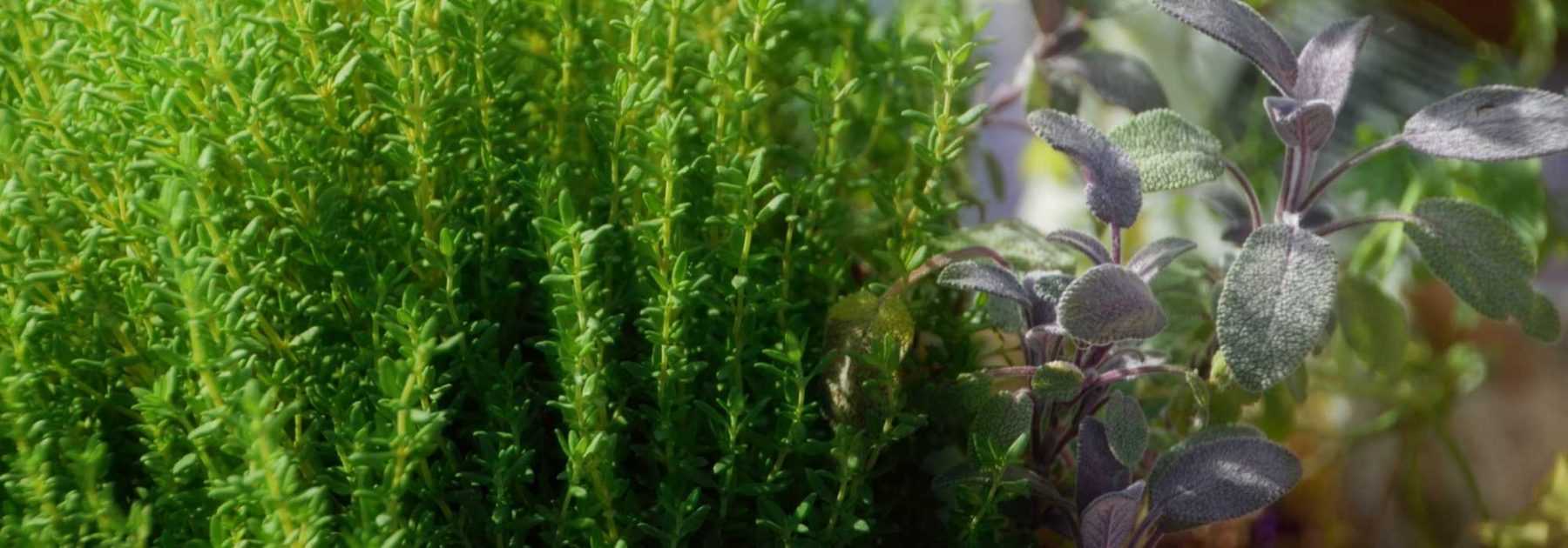 15 plantes médicinales à cultiver dans son jardin