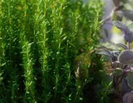 15 plantes médicinales à cultiver dans son jardin