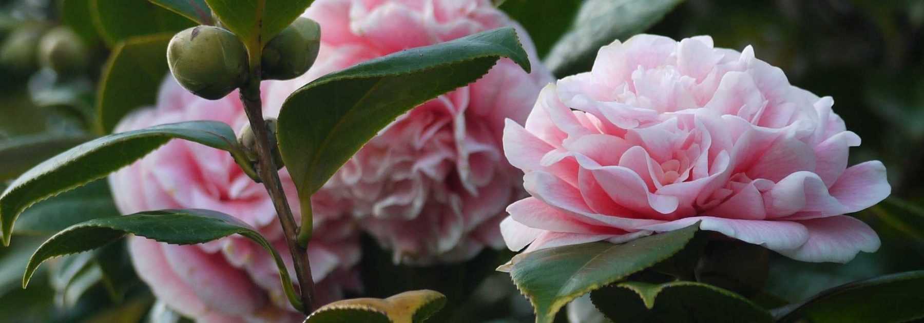 4 camélias champêtres pour un jardin naturel