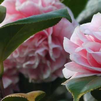 4 camélias champêtres pour un jardin naturel