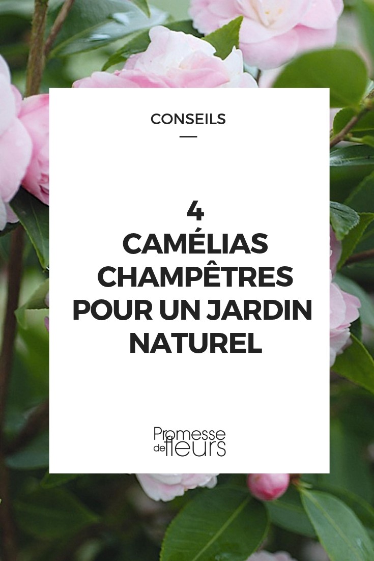 camellia champetres