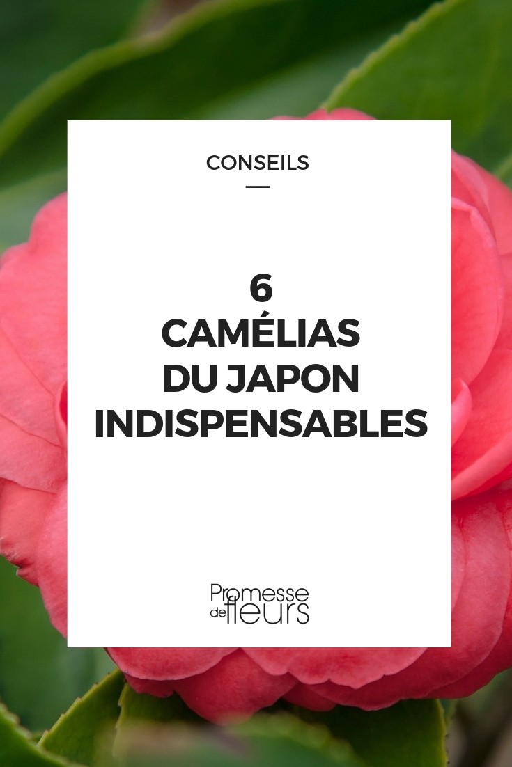 Camelia du Japon : 6 variétés qu'il faut avoir dans son jardin