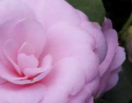 6 camélias du japon qu'il faut avoir dans son jardin