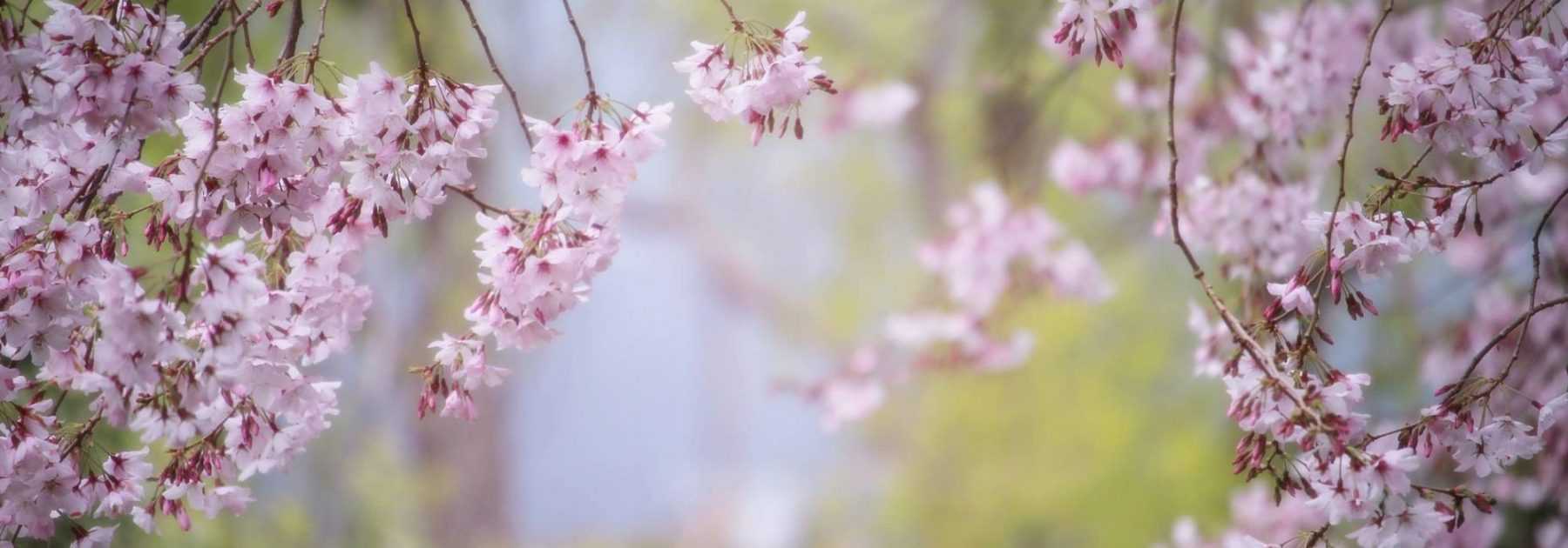 6 arbres fruitiers pour jardin de ville - Promesse de Fleurs