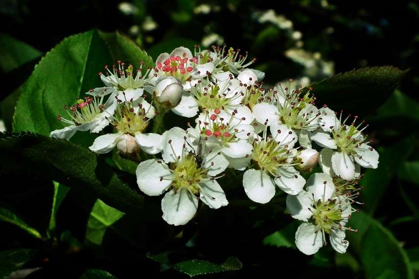 aronia prunifolia