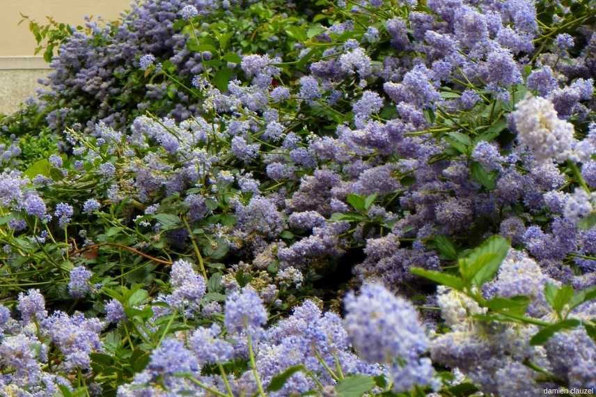 10 arbustes pour une haie mellifère, pour nourrir les abeilles Ceanothe-pallidus-Marie-Blue
