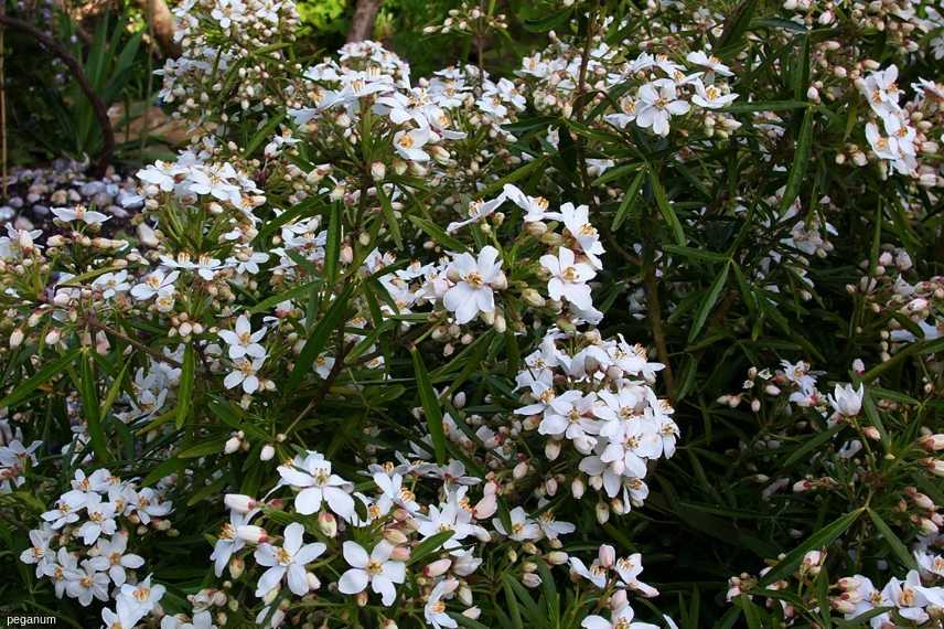 10 arbustes pour une haie mellifère, pour nourrir les abeilles Choisya-Aztec-Pearl