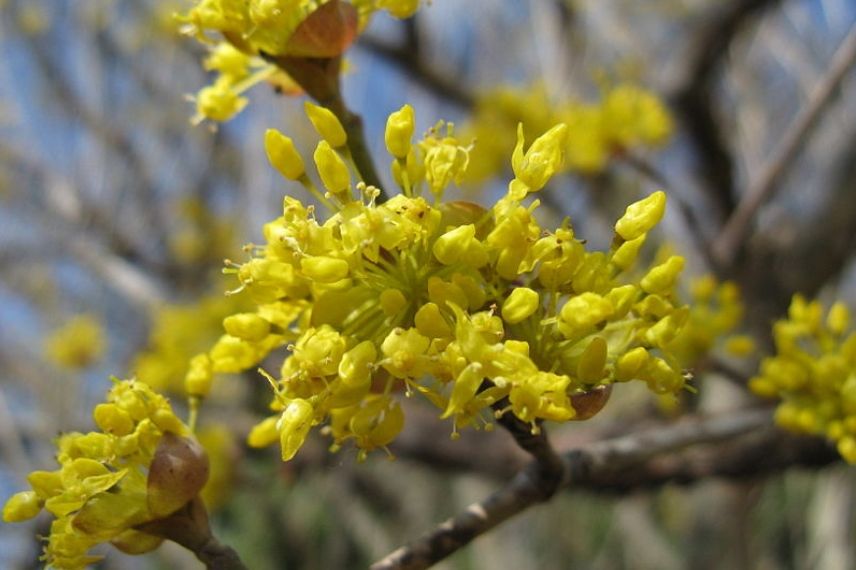 10 arbustes pour une haie mellifère, pour nourrir les abeilles Cornus-officinalis