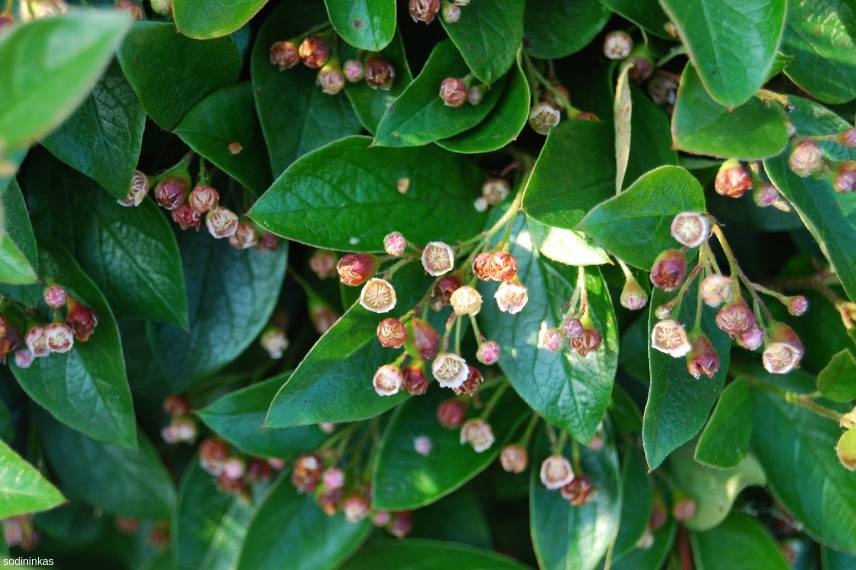 cotoneaster lucidus