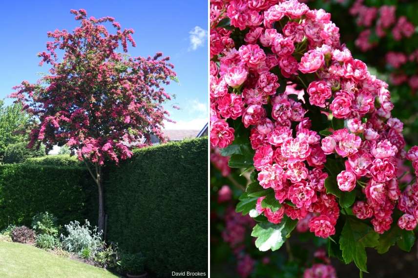 arbre pour petit jardin