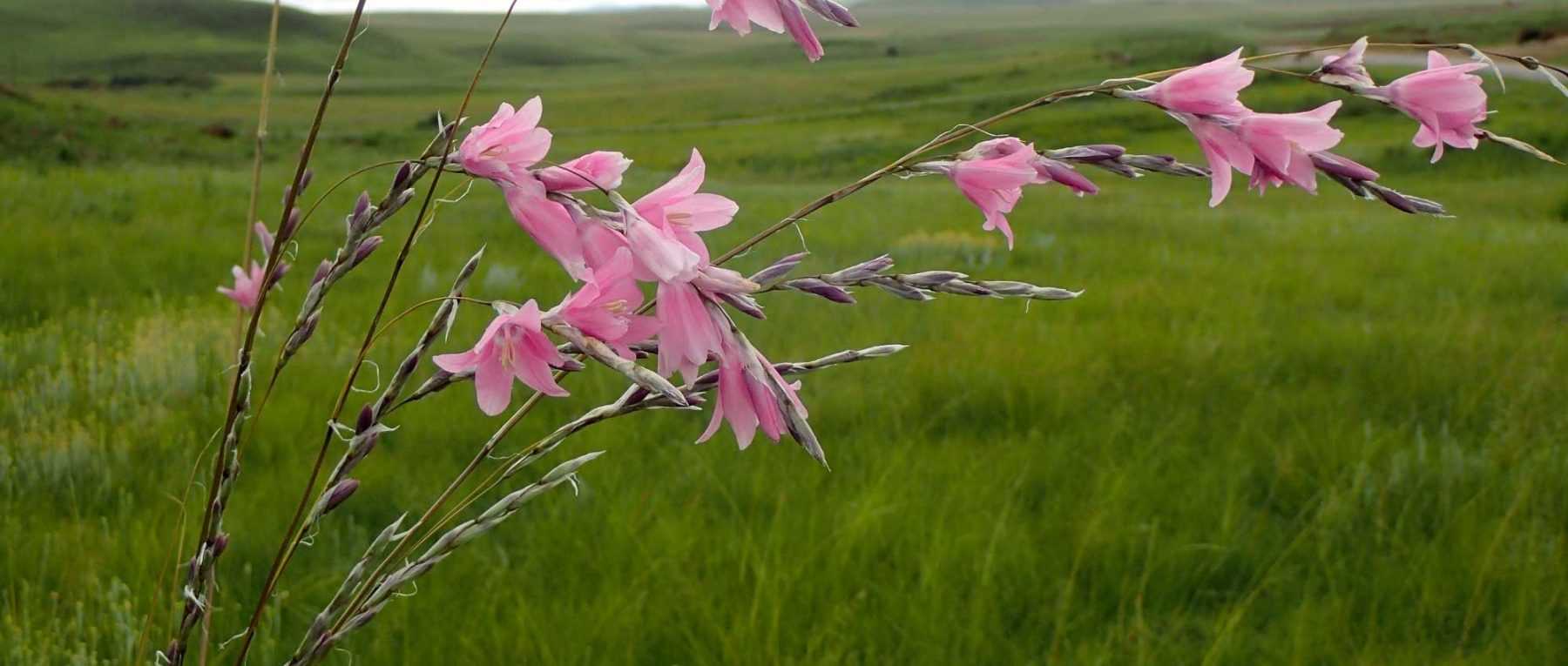 Dierama, Canne à pêche des anges : plantation, culture et entretien