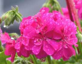 Pelargonium, Géranium : planter et cultiver