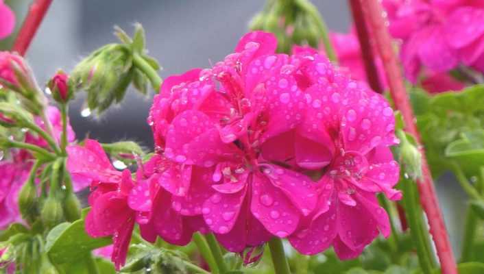 Pelargonium, Géranium : planter et cultiver