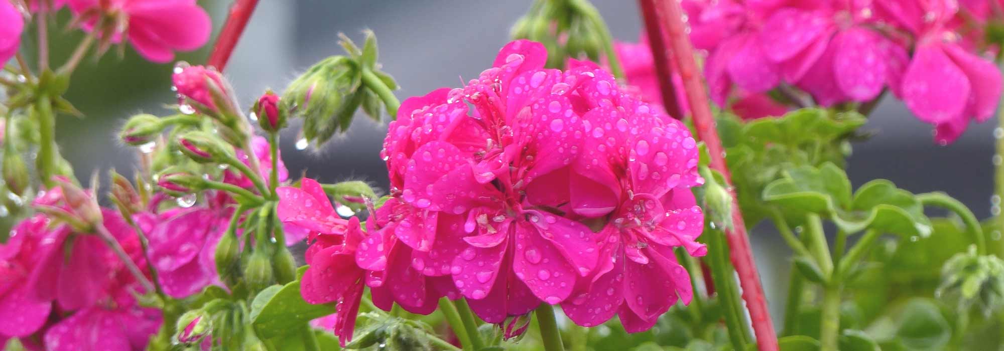 Pelargonium, Géranium : planter et cultiver