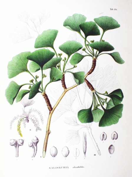 arbre aux 40 écus