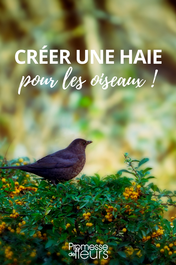 creer une haie pour les oiseaux