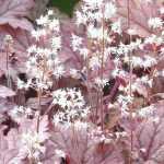 Tiarella et Heucherella : planter et cultiver