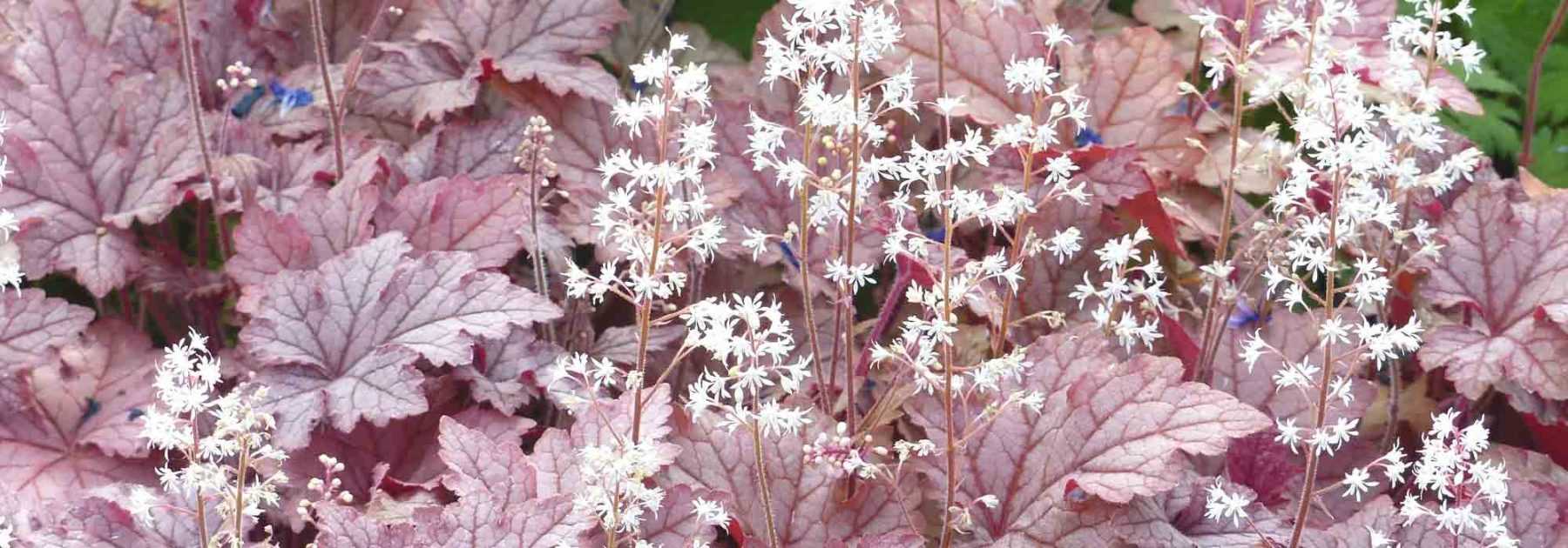 Tiarella et Heucherella : planter et cultiver