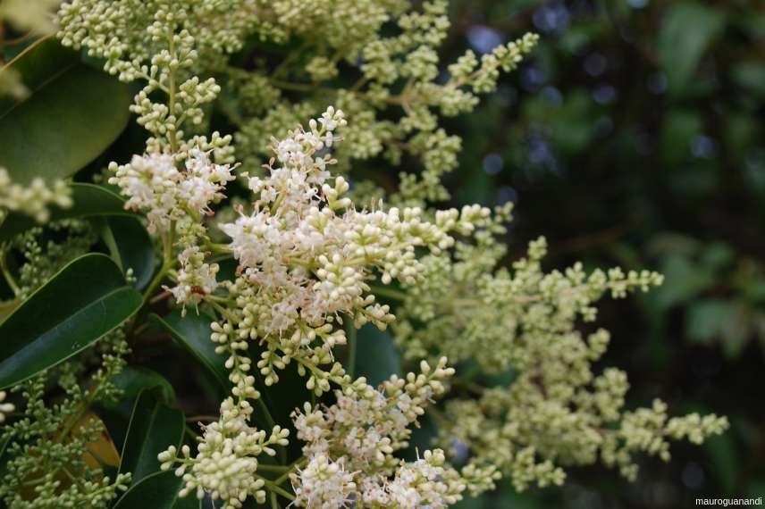 10 arbustes pour une haie mellifère, pour nourrir les abeilles Ligustrum-lucidum