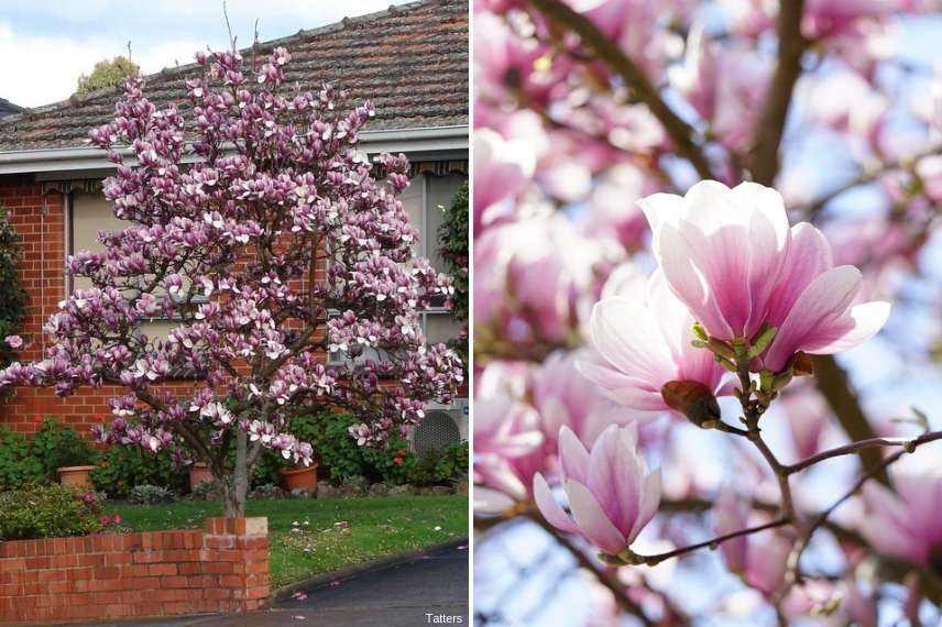 arbre pour petit jardin