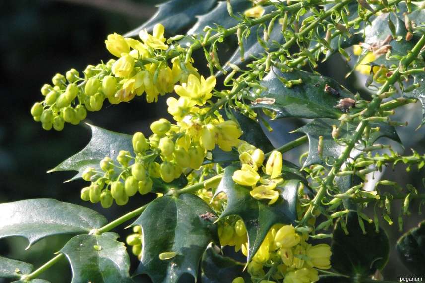 10 arbustes pour une haie mellifère, pour nourrir les abeilles Mahonia-media-Winter-Sun