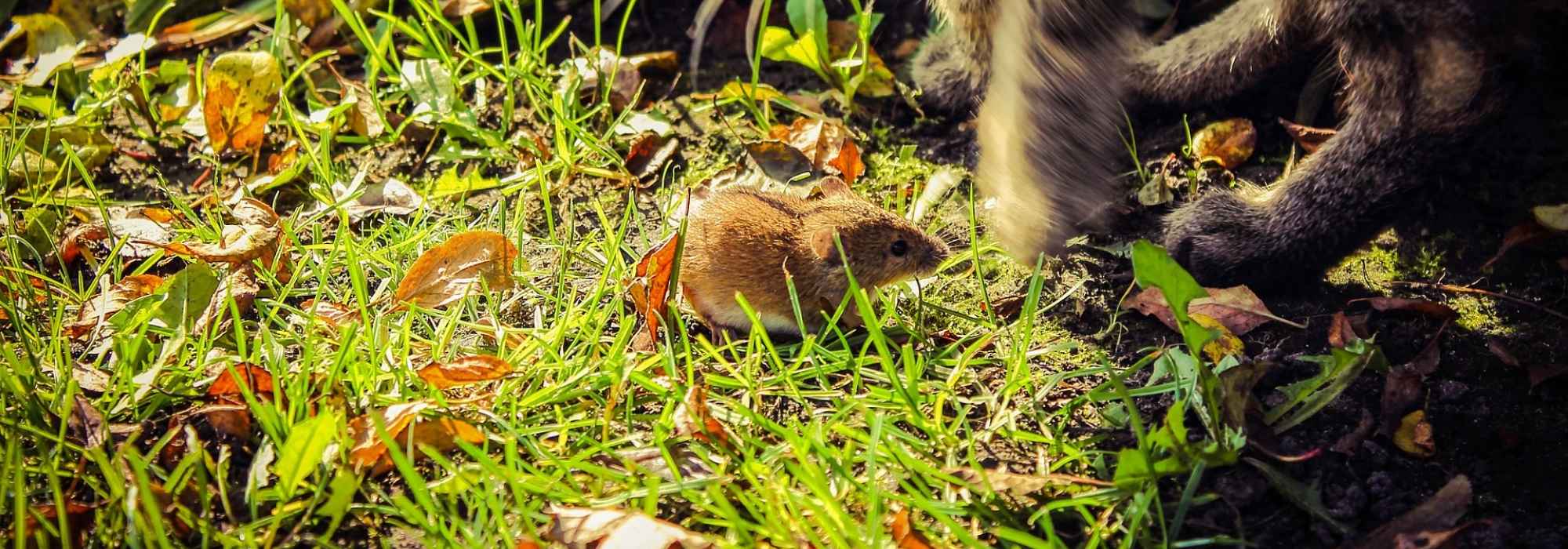 Est-ce que le compost attire les rats ? - Promesse de Fleurs