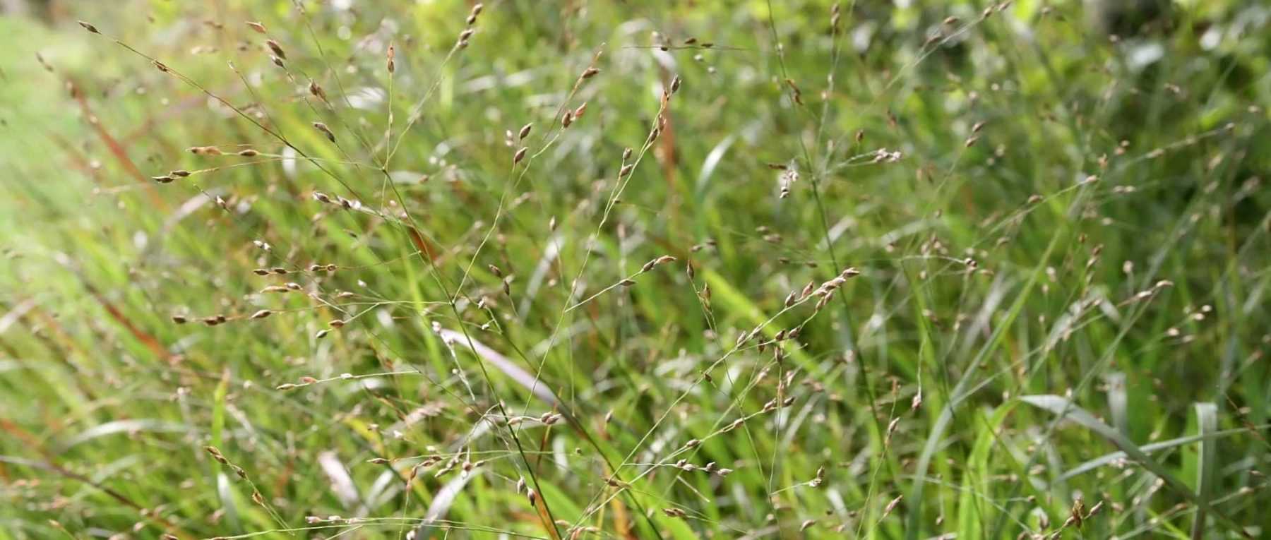 Panicum : plantation, culture, division et entretien