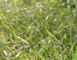 Panicum : plantation, culture, division et entretien