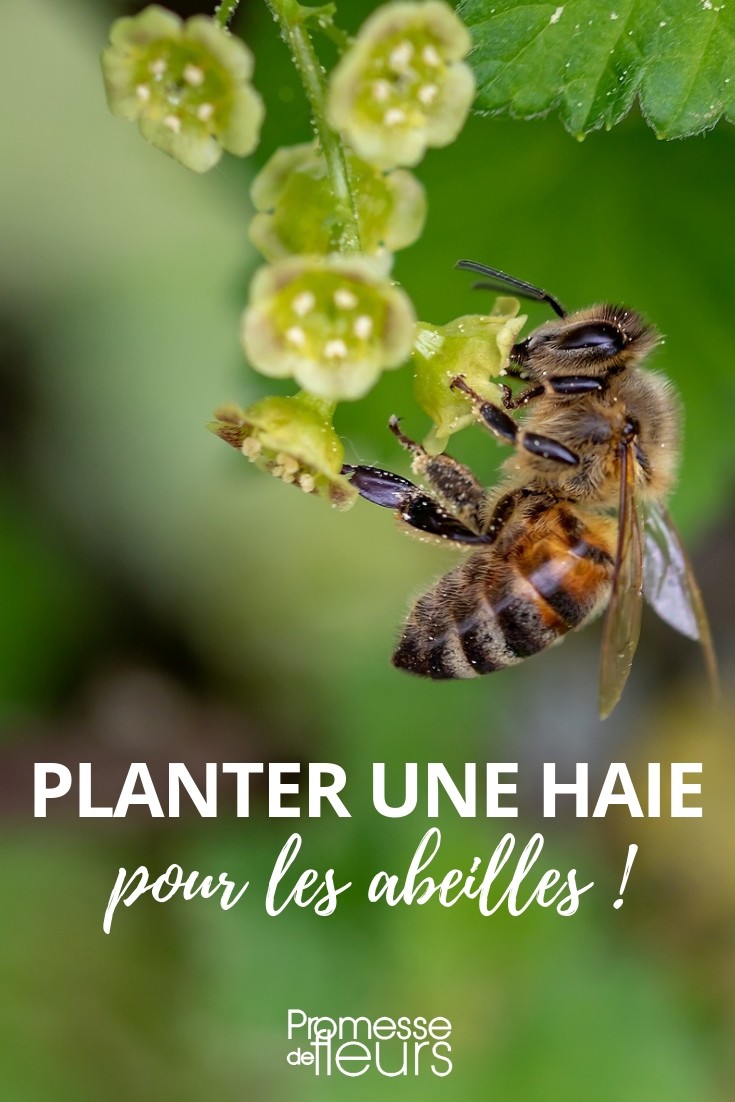 planter haie mellifère