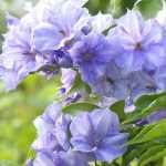 Solanum : plantation, taille, culture