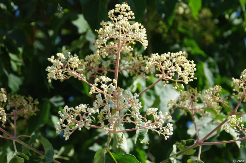 10 arbustes pour une haie mellifère, pour nourrir les abeilles Tetradium-daniellii