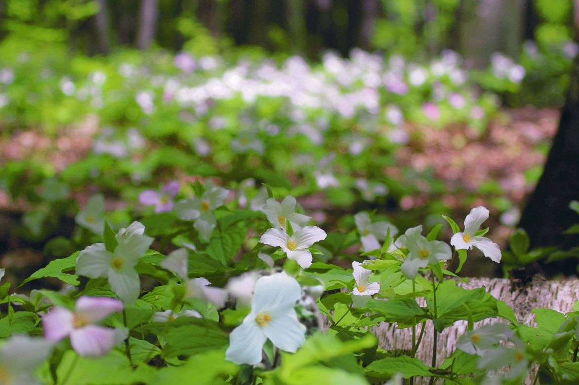 trillium