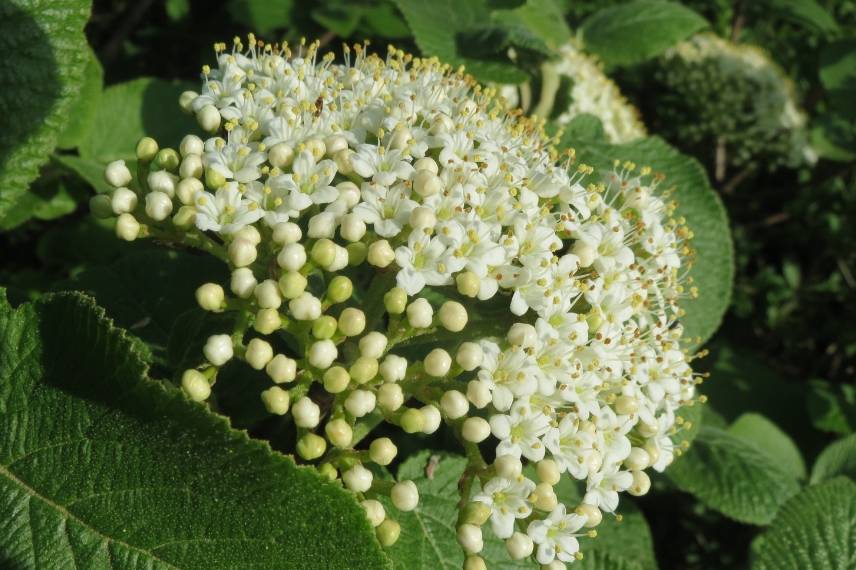 10 arbustes pour une haie mellifère, pour nourrir les abeilles Viburnum-lantana