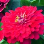 Zinnia : semis, plantation, entretien