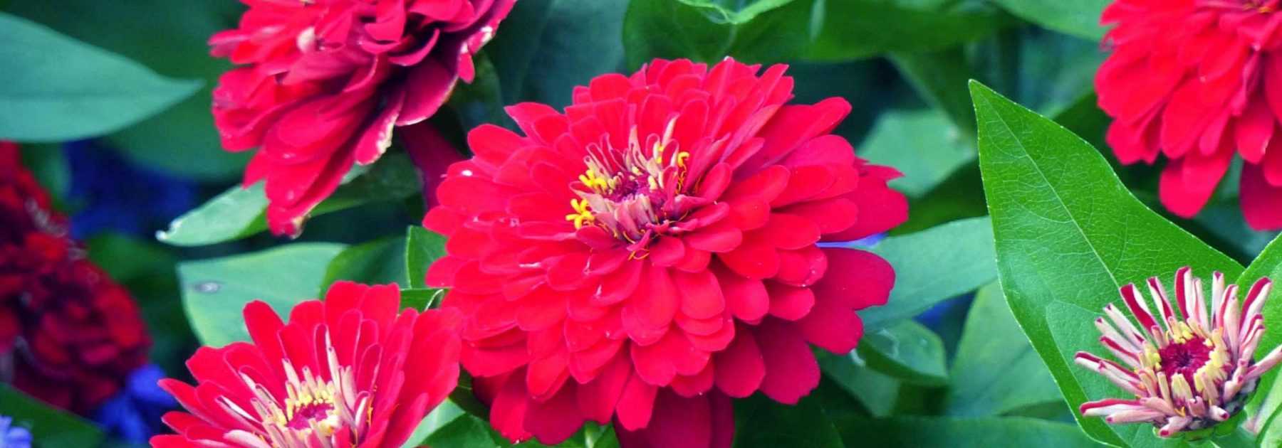 Zinnia : semis, plantation, entretien