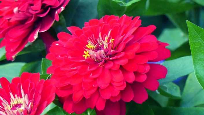 Zinnia : semis, plantation, entretien