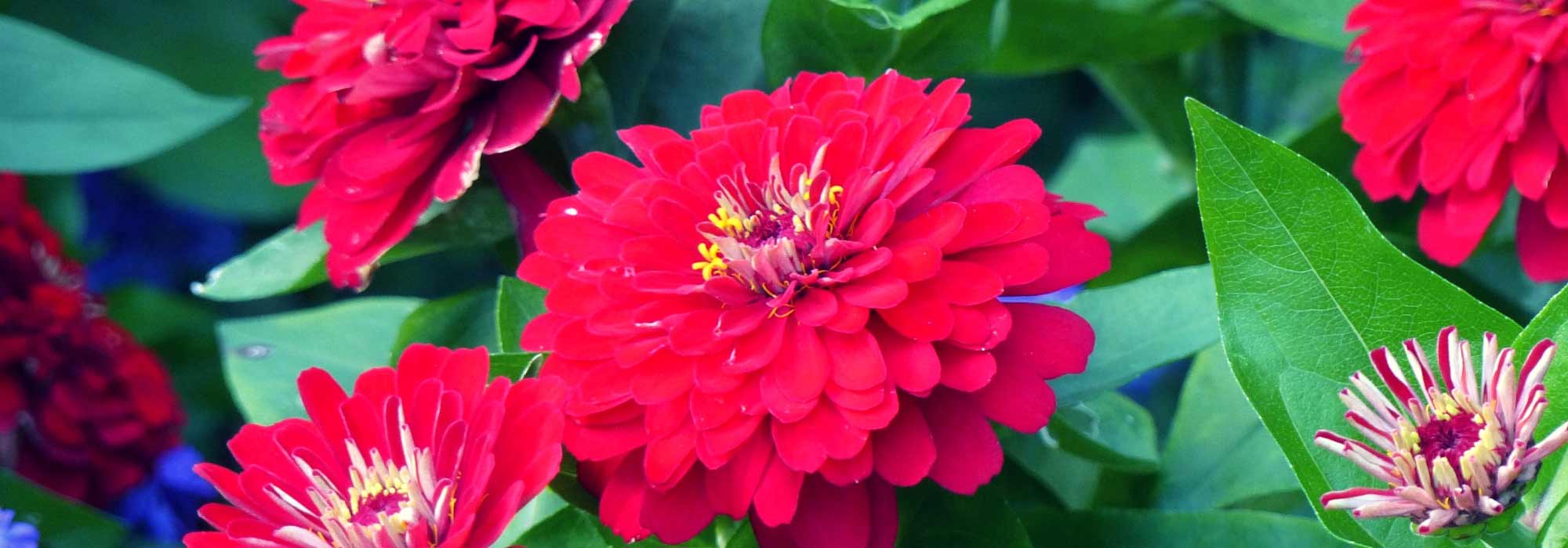 Zinnia : semis, plantation, entretien - Nos conseils