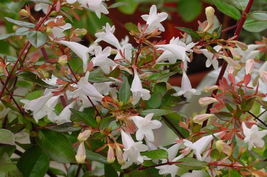 10 arbustes pour une haie mellifère, pour nourrir les abeilles Abelia-grandiflora