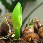 Mon amaryllis ne fleurit pas. Que faire ?