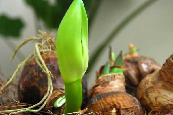 Mon amaryllis ne fleurit pas. Que faire ?