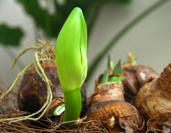 Mon amaryllis ne fleurit pas. Que faire ?