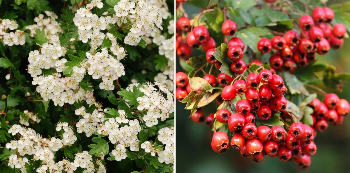 Crataegus