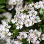 Aubépine, Crataegus : plantation, taille, entretien