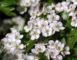 Aubépine : plantation, taille, entretien